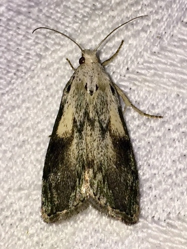 Bee Moth