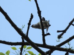 Hemixos castanonotus