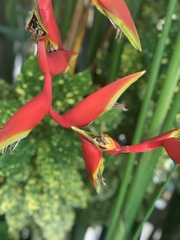 Heliconia × rauliniana