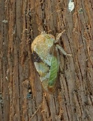 Smiliini