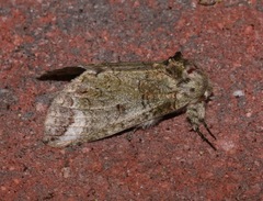 Heterocampa astarte