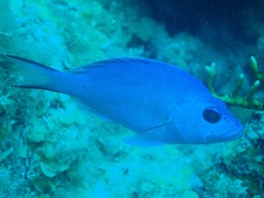 Hypoplectrus gemma
