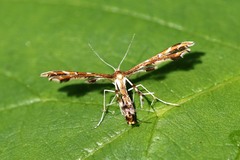 Oxyptilini