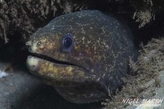 Gymnothorax pseudothyrsoideus