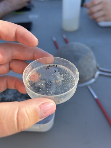 Koster's Springsnail