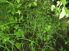 Glyceria acutiflora