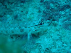 Coryphopterus dicrus