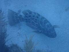 Mycteroperca bonaci