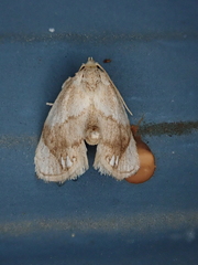 Packardia geminata