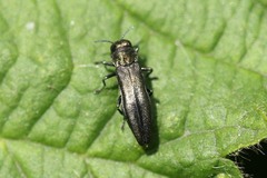 Agrilus cuprescens
