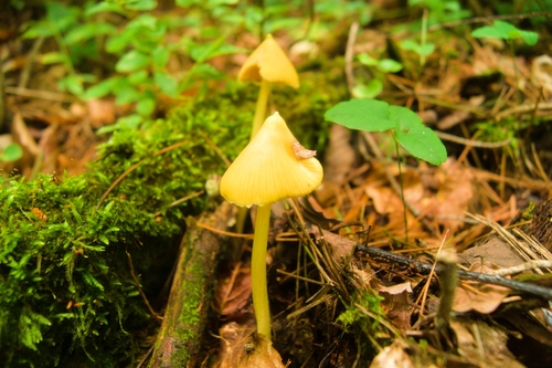 Entoloma murrayi