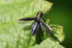 Agrilus cuprescens