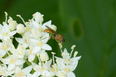 Sphegina