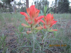 Castilleja integra