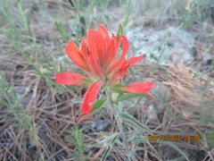 Castilleja integra