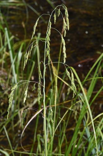 Torreyochloa pallida (Torr.) Church