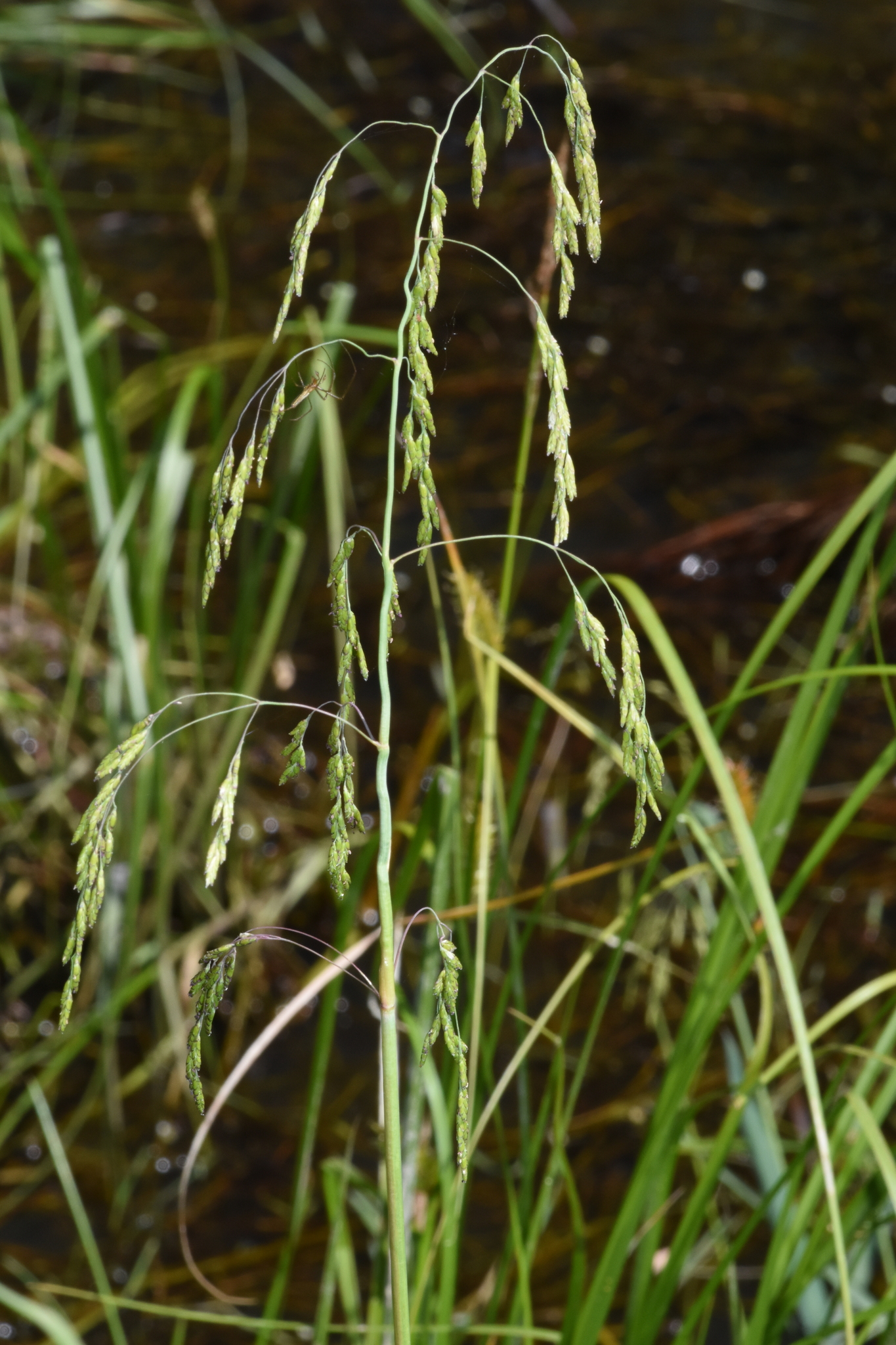 Imagem de Capim-arroz