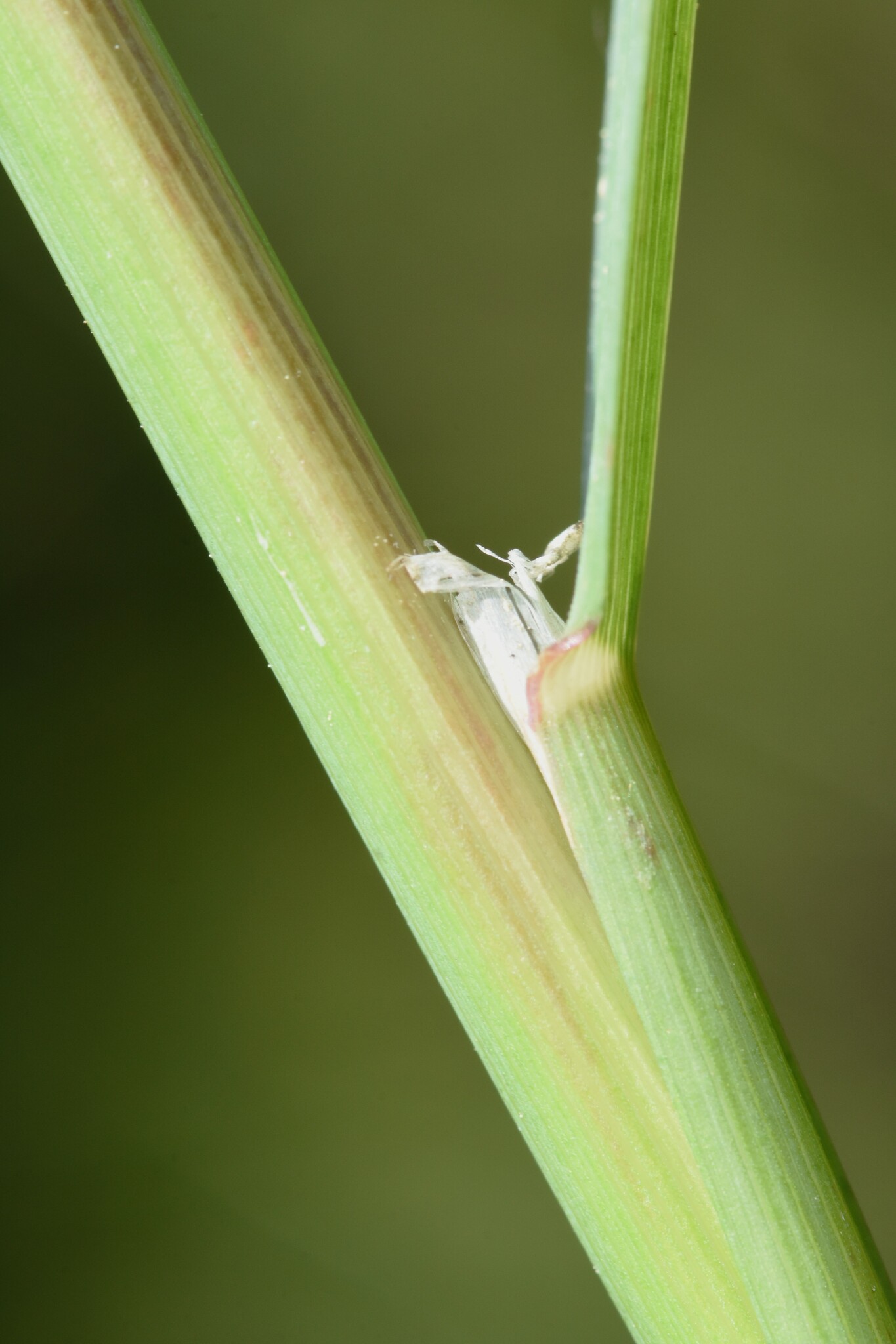 Imagem de Capim-arroz