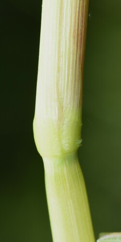 Image of Torreyochloa pallida by (c) Gabriel Campbell-Martinez, some rights reserved (CC BY)