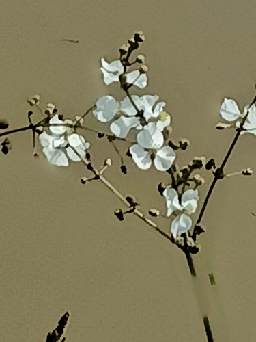 Image of Sagittaria papillosa by (c) José Gerardo Velasco, some rights reserved (CC BY-SA)