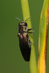 Agrilus cuprescens