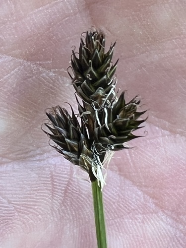 Image of Carex macloviana by (c) Mark Pollock, some rights reserved (CC BY)