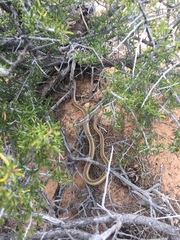 Masticophis taeniatus taeniatus