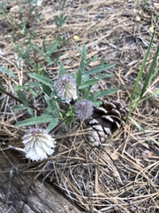 Trifolium eriocephalum
