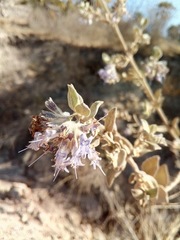 Hyptis tomentosa
