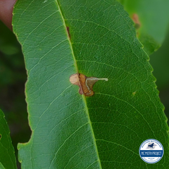 Apple Skeletonizer Moth