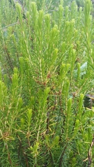 Ceratiola ericoides image