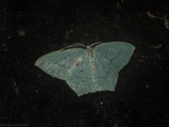 Maxates centrophylla