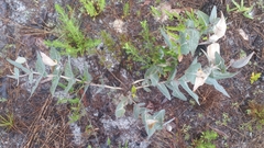 Asclepias humistrata image