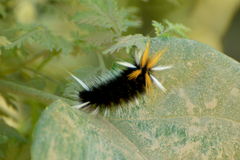 Halysidota ruscheweyhi