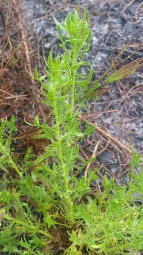 Eryngium image
