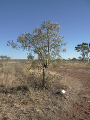 Erythrina vespertilio