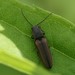 Two-coloured Brown Click Beetle - Photo (c) Martin Grimm, some rights reserved (CC BY-NC), uploaded by Martin Grimm