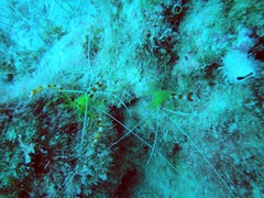 Stenopus scutellatus