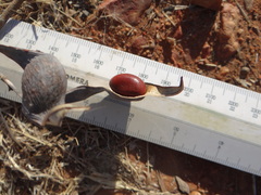Erythrina vespertilio
