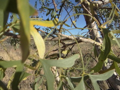 Erythrina vespertilio
