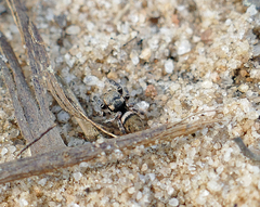 Habronattus carolinensis