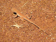 Ctenophorus isolepis