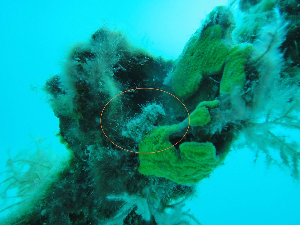 Trachycaris