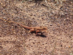 Ctenophorus isolepis