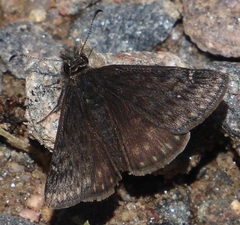 Erynnis persius