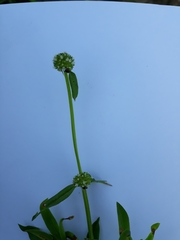 Spermacoce verticillata