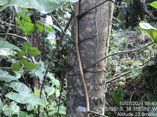 Image of Philodendron Quinquenervium (Philodendron quinquenervium) by (c) vitordematos12, some rights reserved (CC BY-SA)