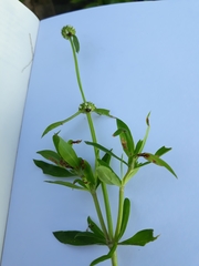 Spermacoce verticillata