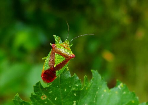 Hawthorn Shieldbug