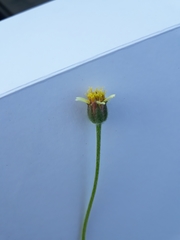 Tridax procumbens